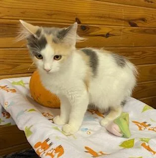 Kira  fluffy dilute thumbnail 5