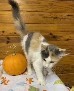 Kira  fluffy dilute thumbnail 6