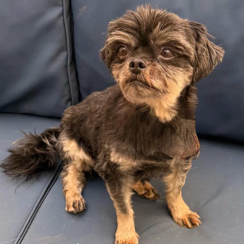 An adult small-sized male Brown / Chocolate Brussels Griffon dog named Archie for adoption in Charlotte, NC