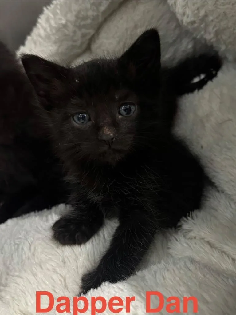 Dapper Dan