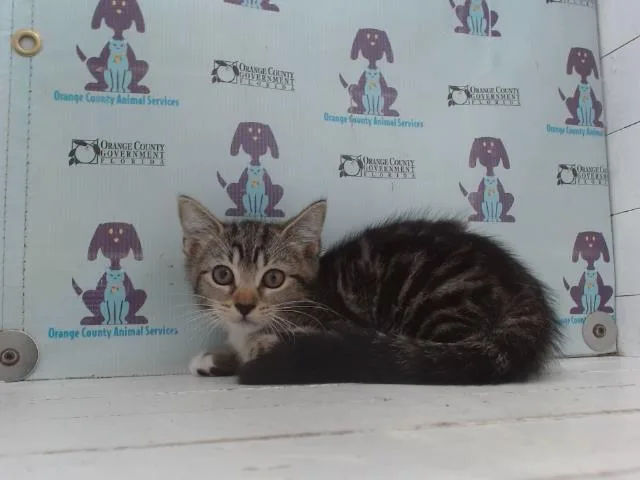 A baby small-sized female Domestic Short Hair cat named Venus for adoption in Orlando, FL