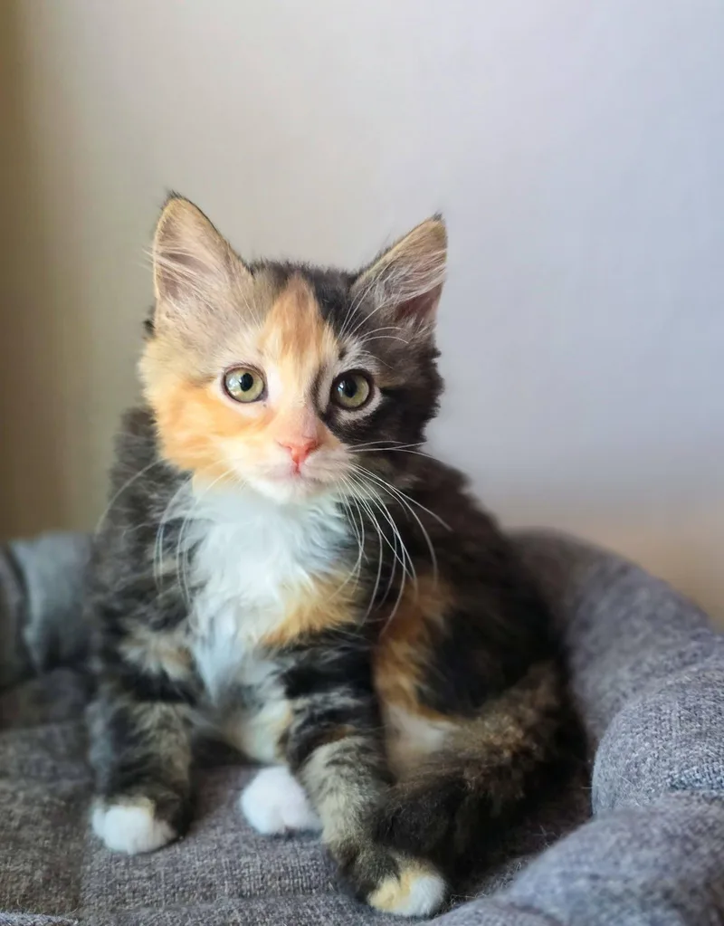 A baby medium-sized female Calico Domestic Long Hair cat named Blossom for adoption in Mullica Hill, NJ