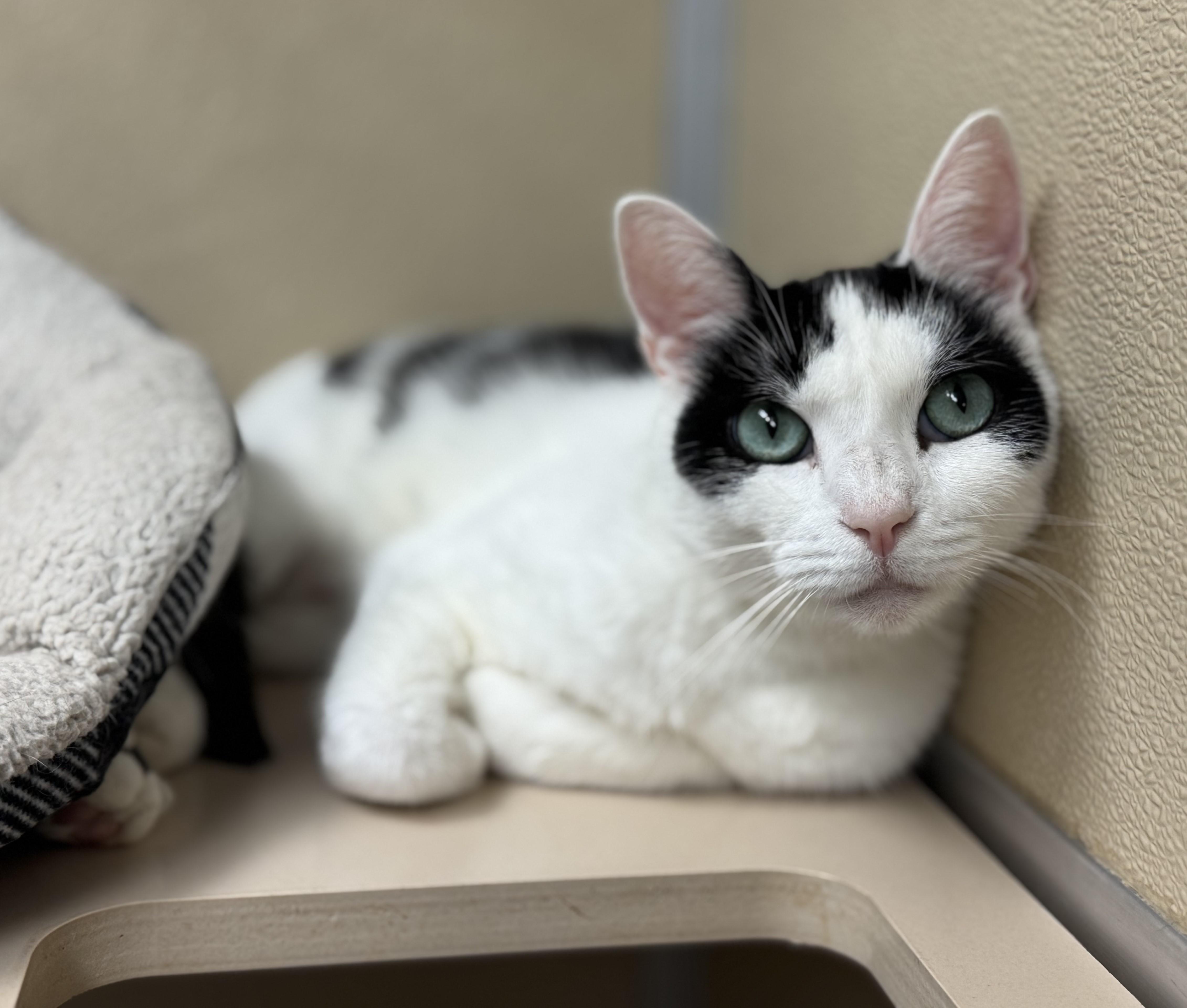 An adult medium-sized female Black & White / Tuxedo Domestic Short Hair cat named Penguin for adoption in Kearneysville, WV