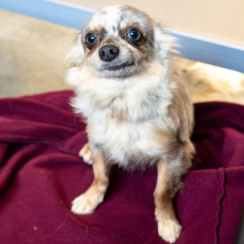 An adult small-sized male White / Cream Chihuahua dog named Marble for adoption in Kennebunk, ME