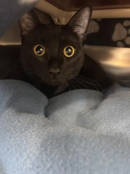An adult small-sized male Domestic Short Hair cat named Jason for adoption in Scotia, NY