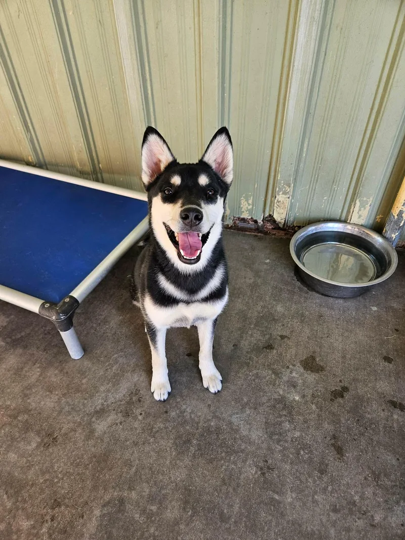 A baby large-sized female Husky dog named Jemma for adoption in El Centro, CA