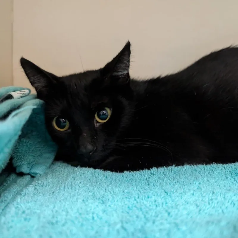A young medium-sized female Black Domestic Short Hair cat named Demi for adoption in DeKalb, IL
