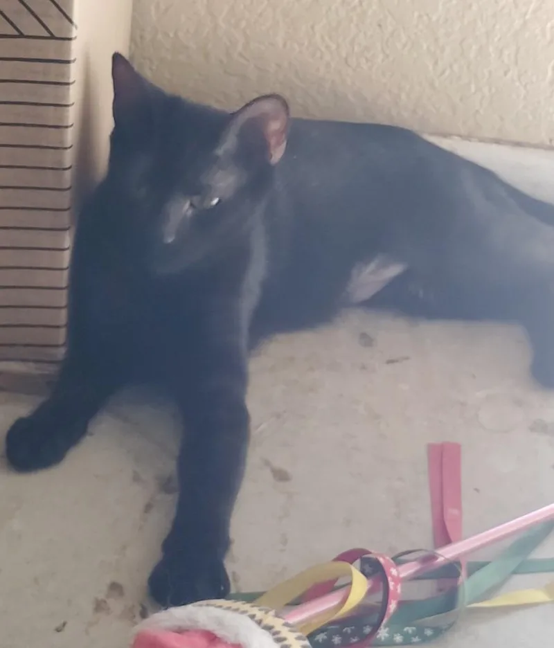 A baby medium-sized female Domestic Short Hair cat named Willow for adoption in San Jacinto, CA