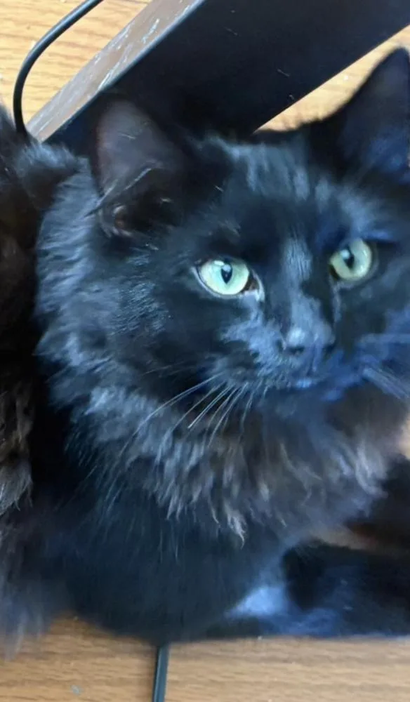 A baby medium-sized male Black Domestic Medium Hair cat named Zzmidnight for adoption in Candler, NC