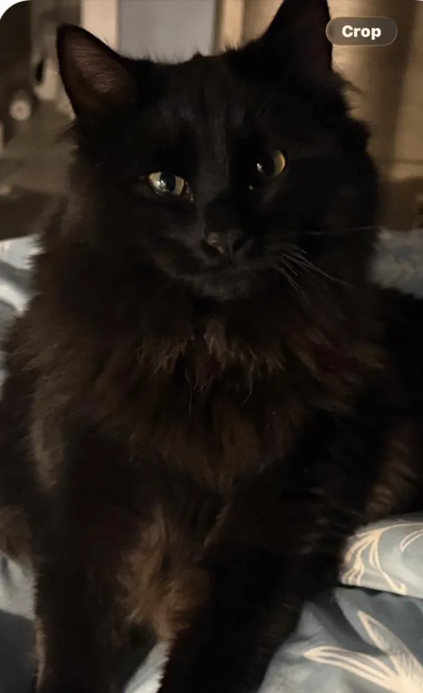 Zzmidnight thumbnail 2