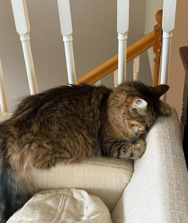 An adult medium-sized male Domestic Long Hair cat named Spruce for adoption in Battle Ground, WA