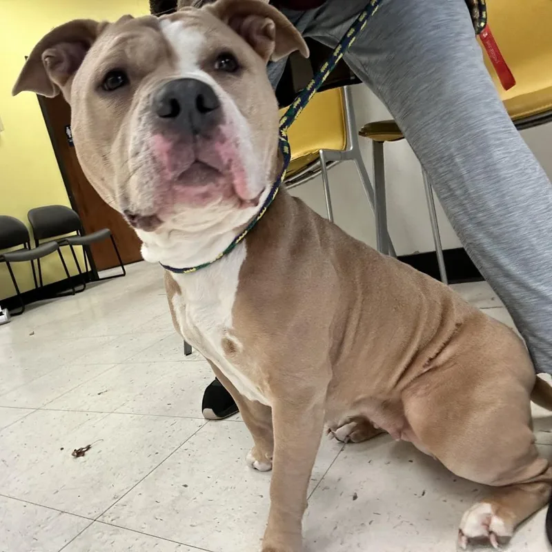 An adult medium-sized female Yellow / Tan / Blond / Fawn Mixed Breed dog named Lola for adoption in Davenport, IA