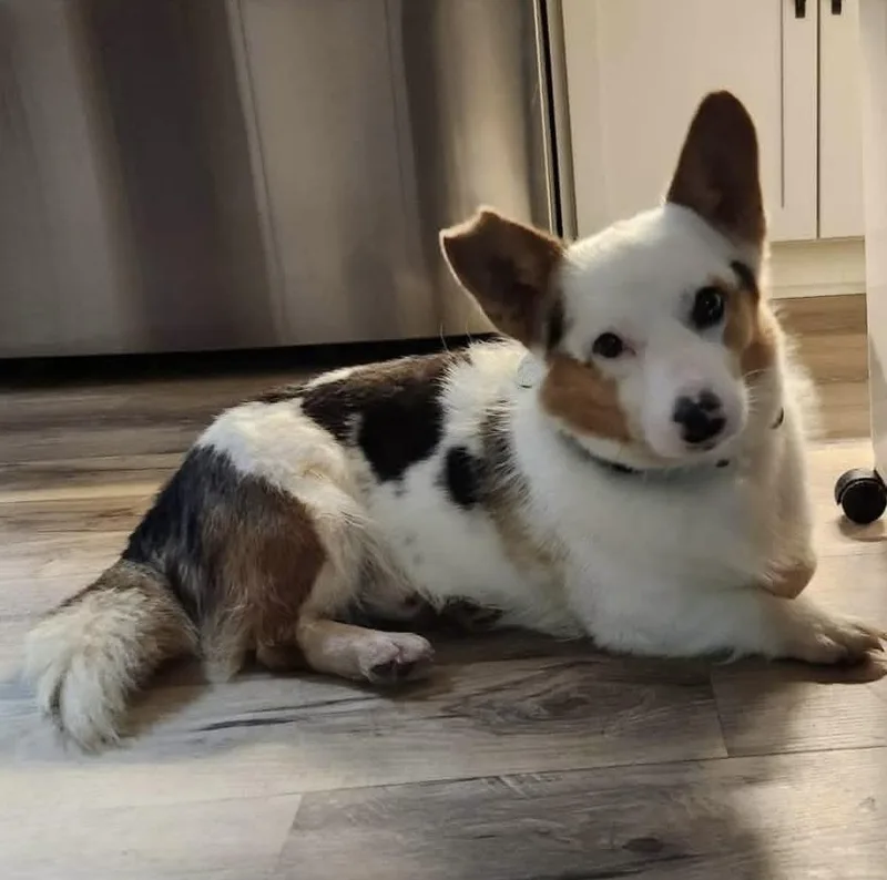 An adult medium-sized male Pembroke Welsh Corgi dog named Spotty for adoption in North Olmsted, OH