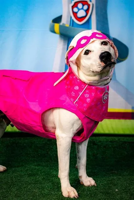 A young medium-sized female Pit Bull Terrier dog named Mara for adoption in Indianapolis, IN