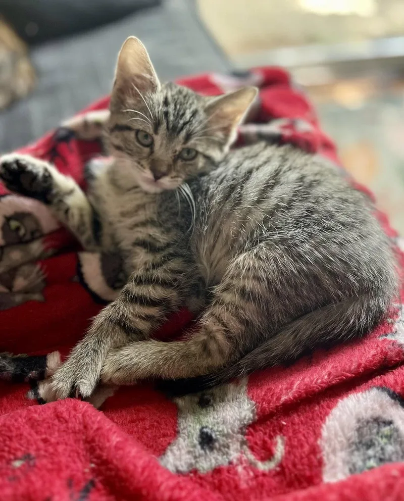 A baby medium-sized male Domestic Medium Hair cat named Muenster for adoption in Mattoon, IL