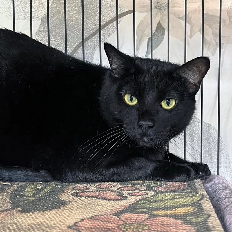 A young medium-sized female Black Domestic Short Hair cat named Felicia for adoption in St. Louis, MO