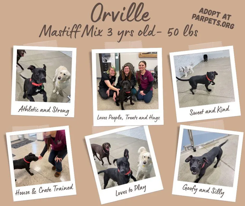 Orvillesponsored Fee! thumbnail 3