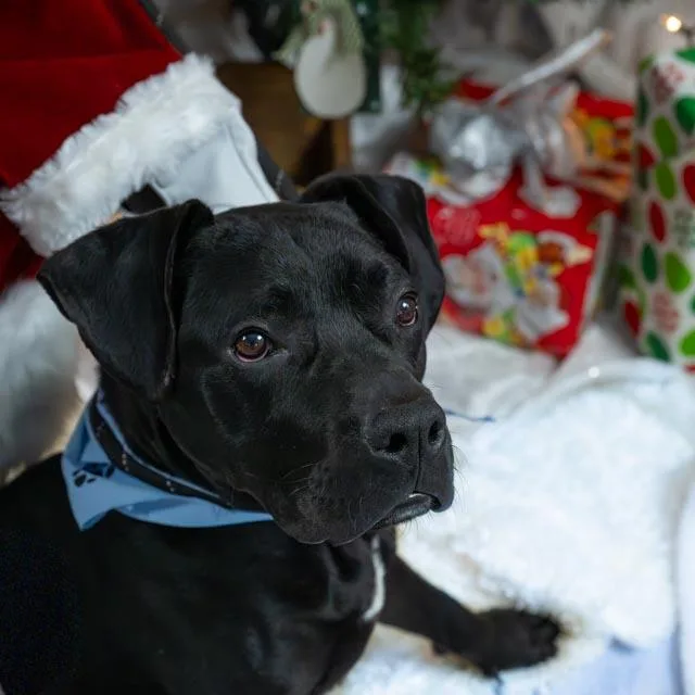 Orvillesponsored Fee! thumbnail 4