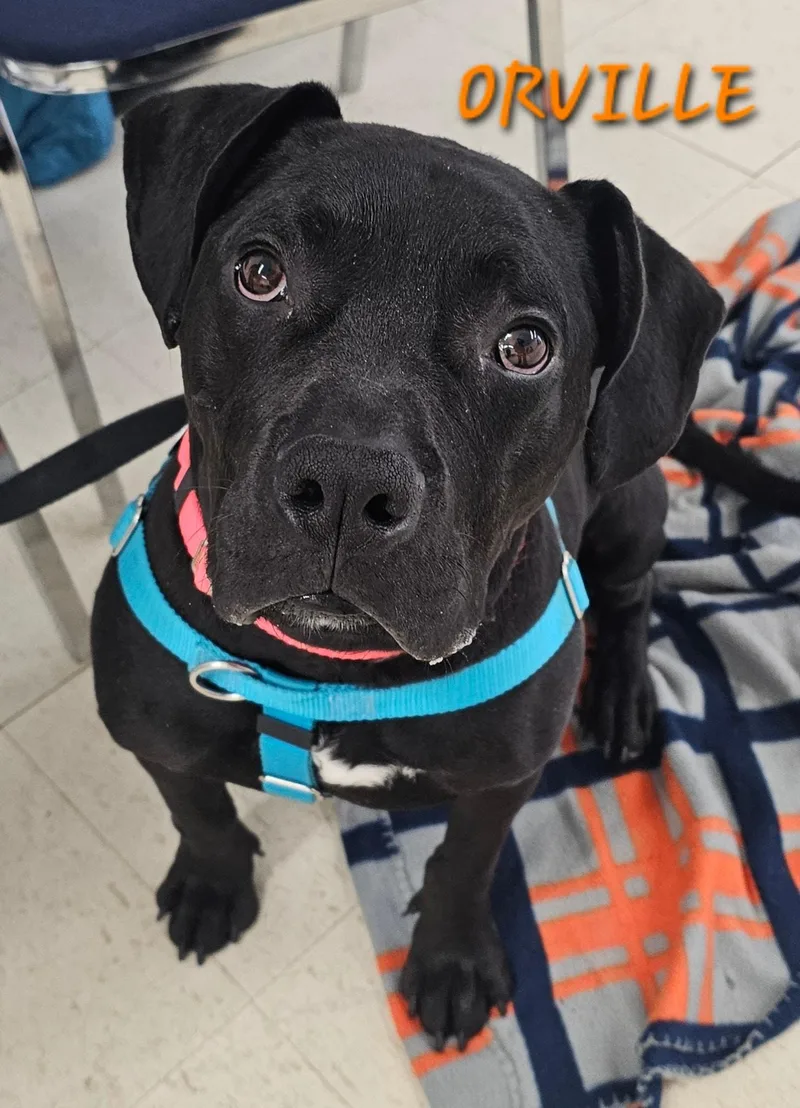 Orvillesponsored Fee!