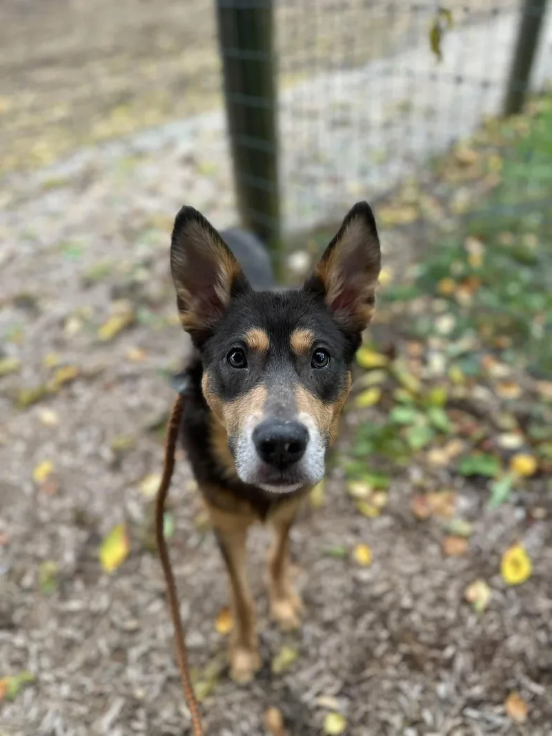An adult medium-sized male Bicolor Mixed Breed dog named Guss for adoption in Myerstown, PA