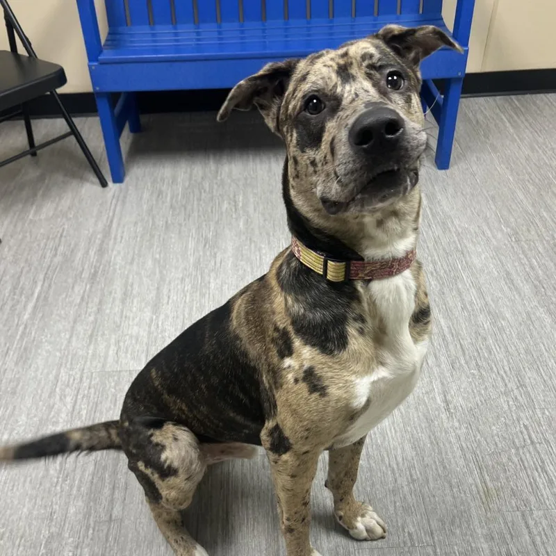 A young medium-sized male Catahoula Leopard Dog dog named Hocus for adoption in State College, PA
