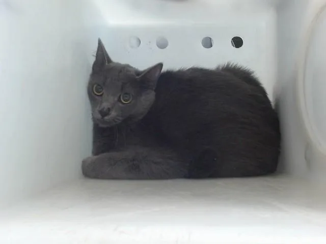 A young large-sized female Domestic Long Hair cat named Grumpy for adoption in Albuquerque, NM