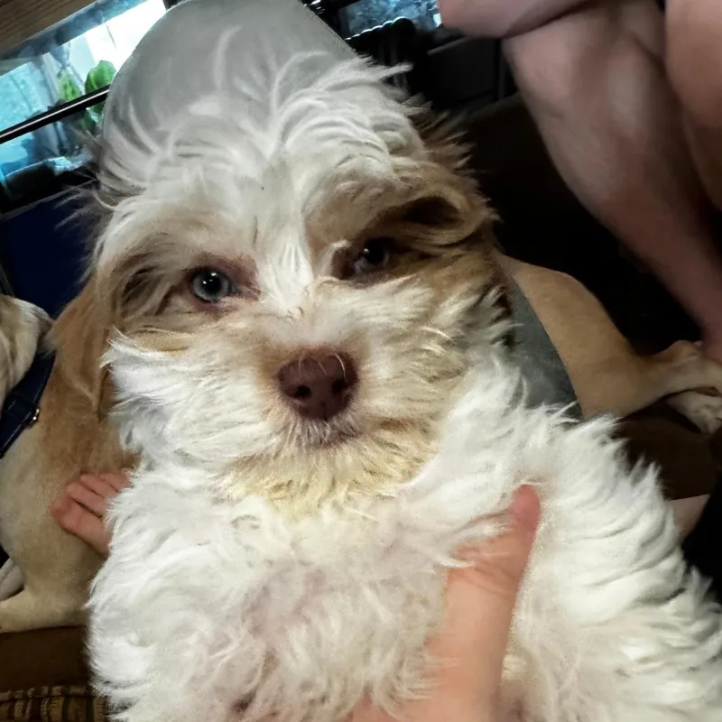 A baby small-sized male White / Cream Maltese dog named Blurp for adoption in Staten Island, NY