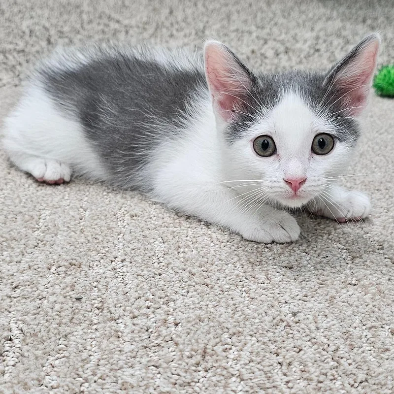 A baby small-sized female White Domestic Short Hair cat named Cloudy for adoption in FAIRWAY, KS