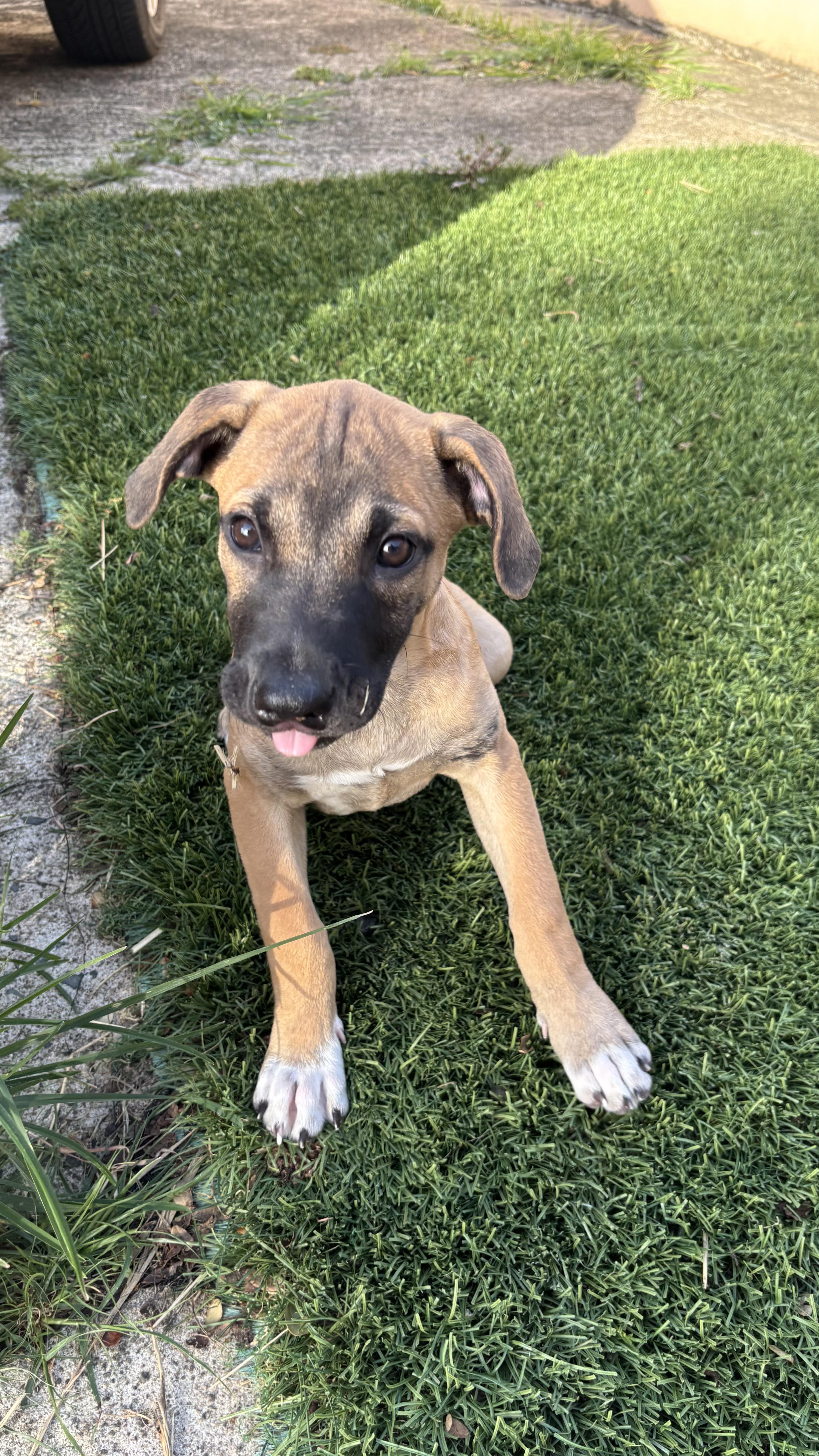 A baby medium-sized male Golden Boxer dog named Romi The Velcro for adoption in Carolina, PR
