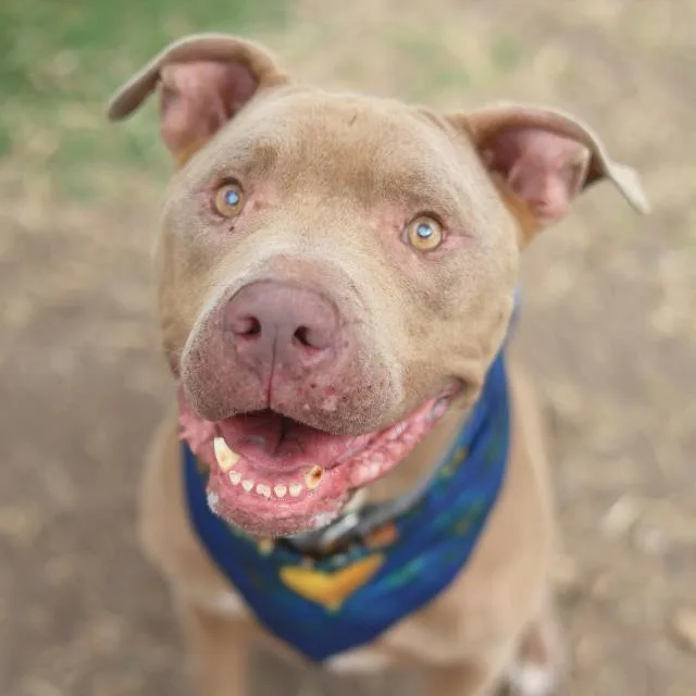An adult large-sized male American Staffordshire Terrier dog named Zeke for adoption in San Antonio, TX
