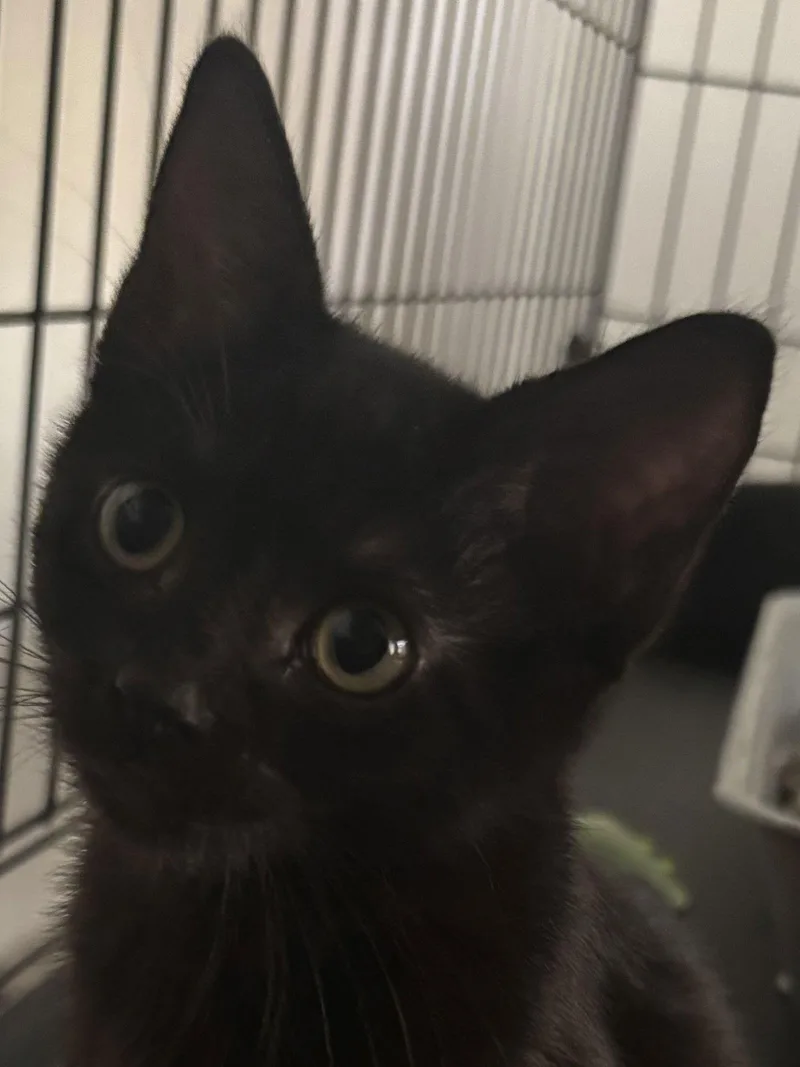 Moonlight thumbnail 2