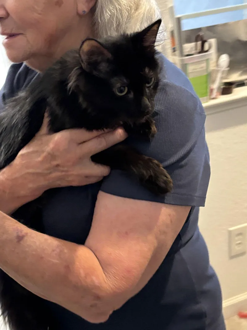 Moonlight thumbnail 3