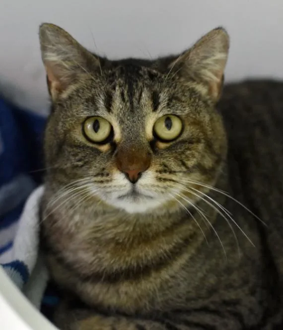 An adult medium-sized female Tabby (Brown / Chocolate) Domestic Short Hair cat named Cece for adoption in Marietta, GA