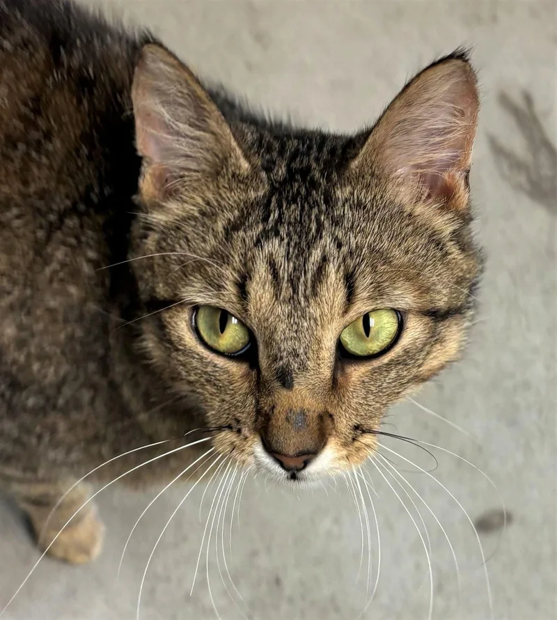 A young medium-sized male Domestic Short Hair cat named Ryder for adoption in Iowa City, IA
