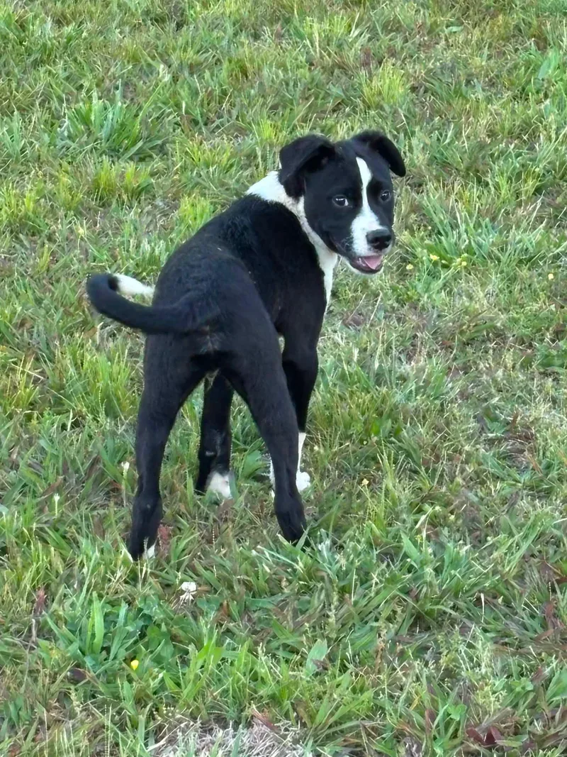 A baby medium-sized male Black Border Collie dog named Dempsey for adoption in Watertown, CT
