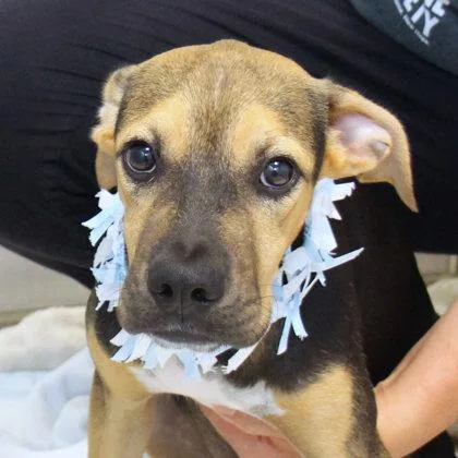 A young medium-sized male Bicolor Mixed Breed dog named Parton for adoption in Lansing, MI