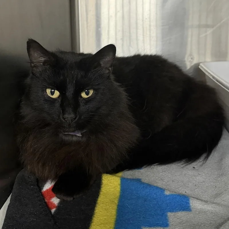An adult small-sized female Black Domestic Long Hair cat named Sateen for adoption in Falls Church, VA