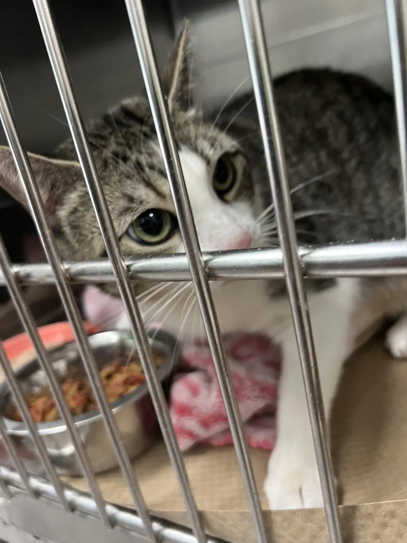 An adult medium-sized female Domestic Short Hair cat named Breeta Rivera for adoption in Trenton, NJ