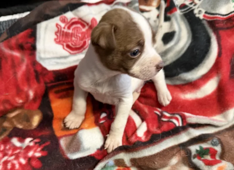 Mcdonald thumbnail 2