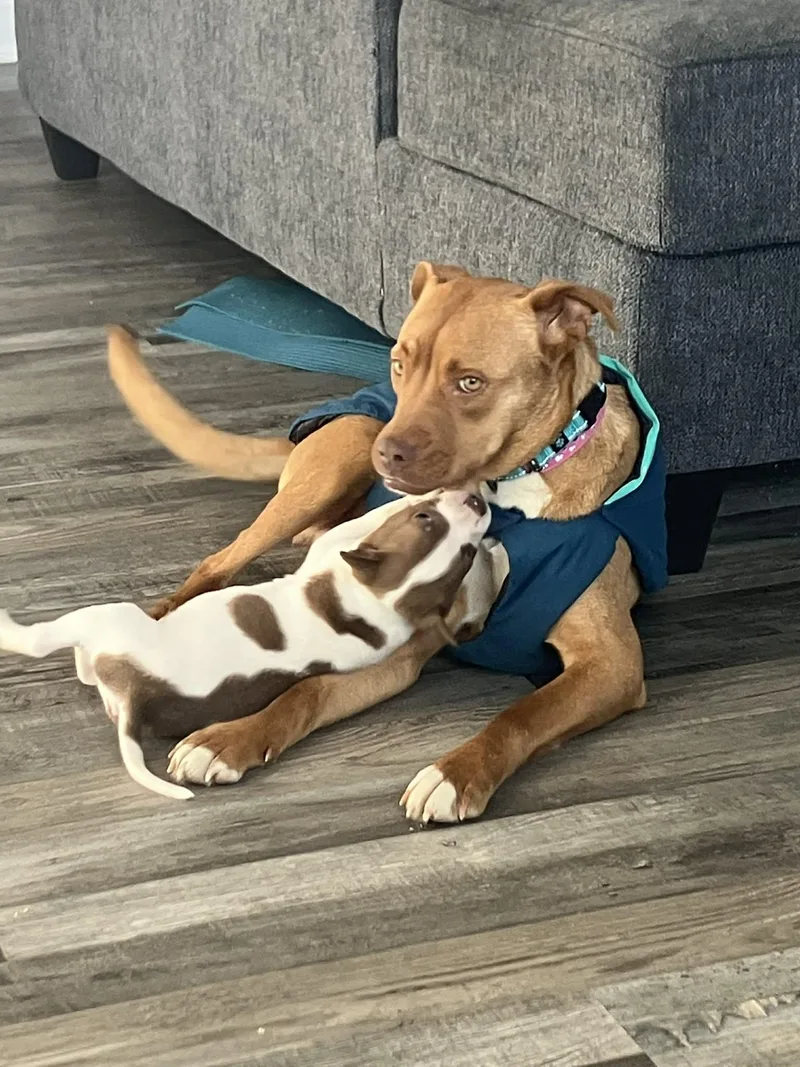 Mcdonald thumbnail 3