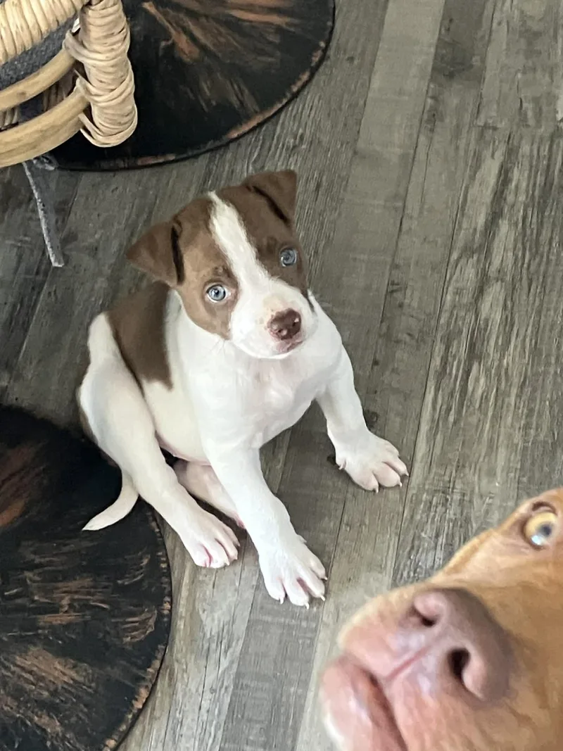 Mcdonald thumbnail 4