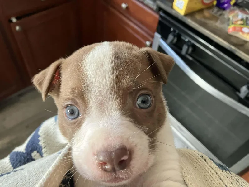 Mcdonald thumbnail 5