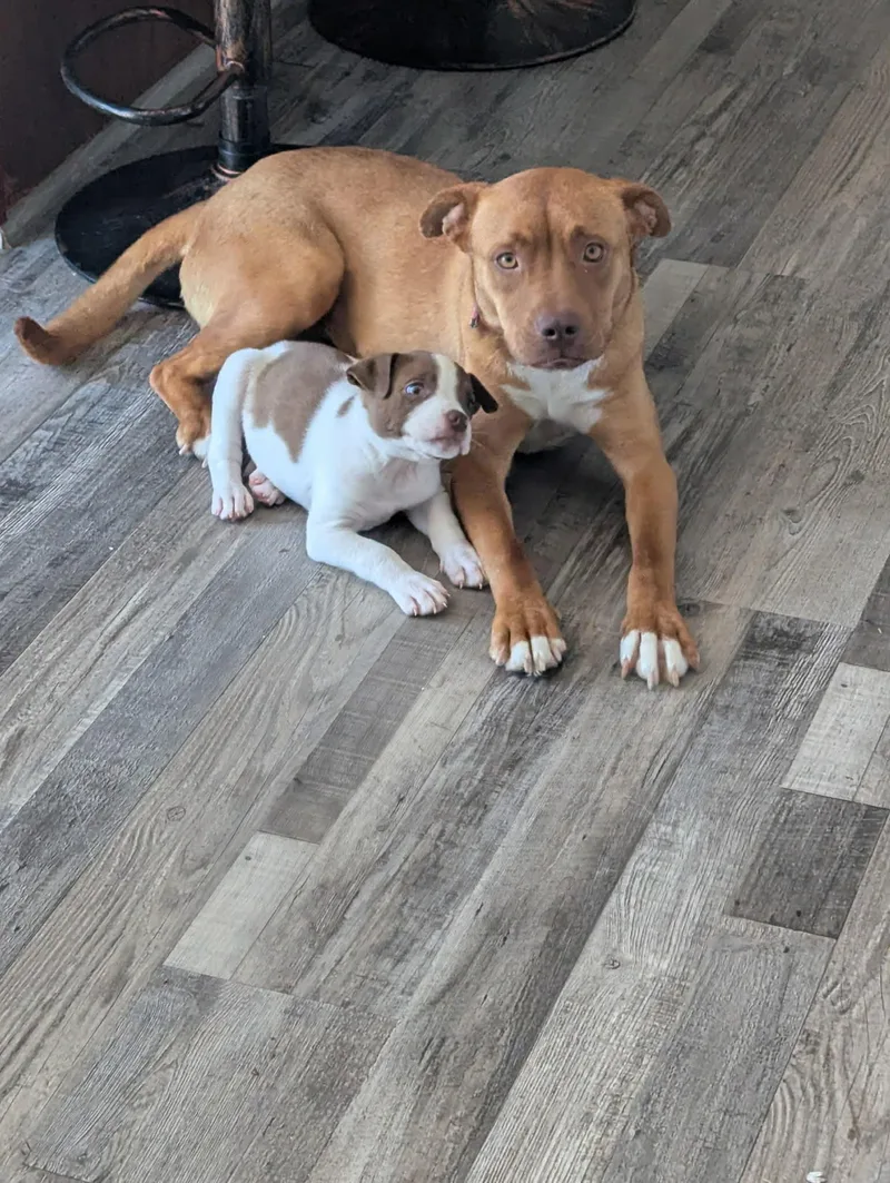 Mcdonald thumbnail 6