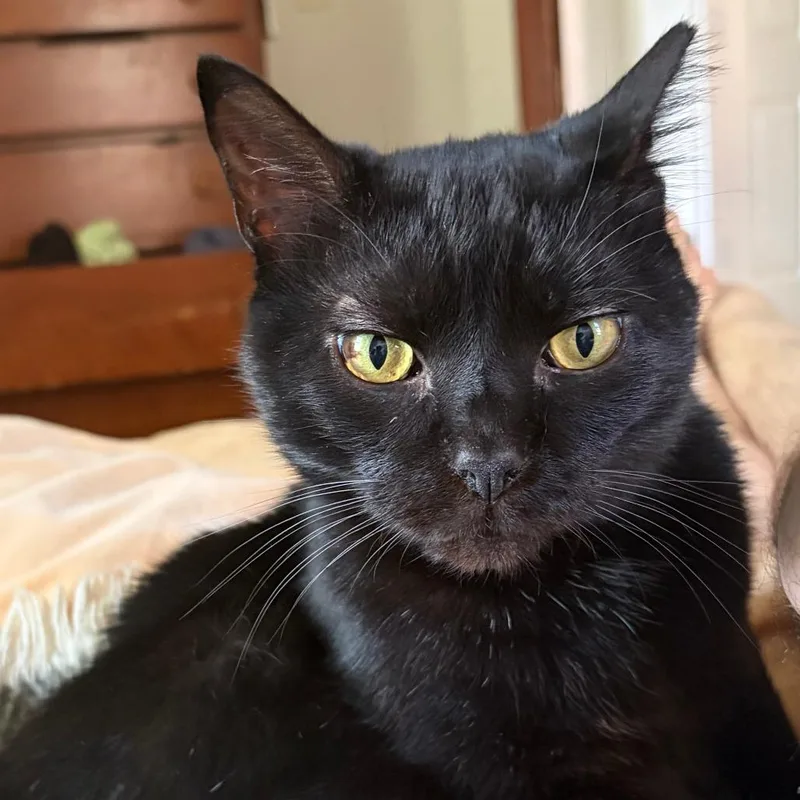 An adult large-sized male Black Domestic Short Hair cat named Vincent Price for adoption in Evanston, IL