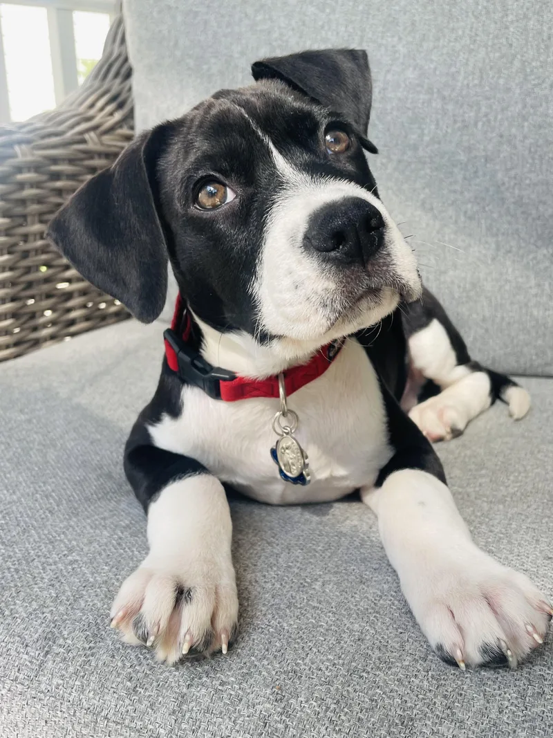 A young medium-sized male Beagle dog named Simon for adoption in Mount Pleasant, SC
