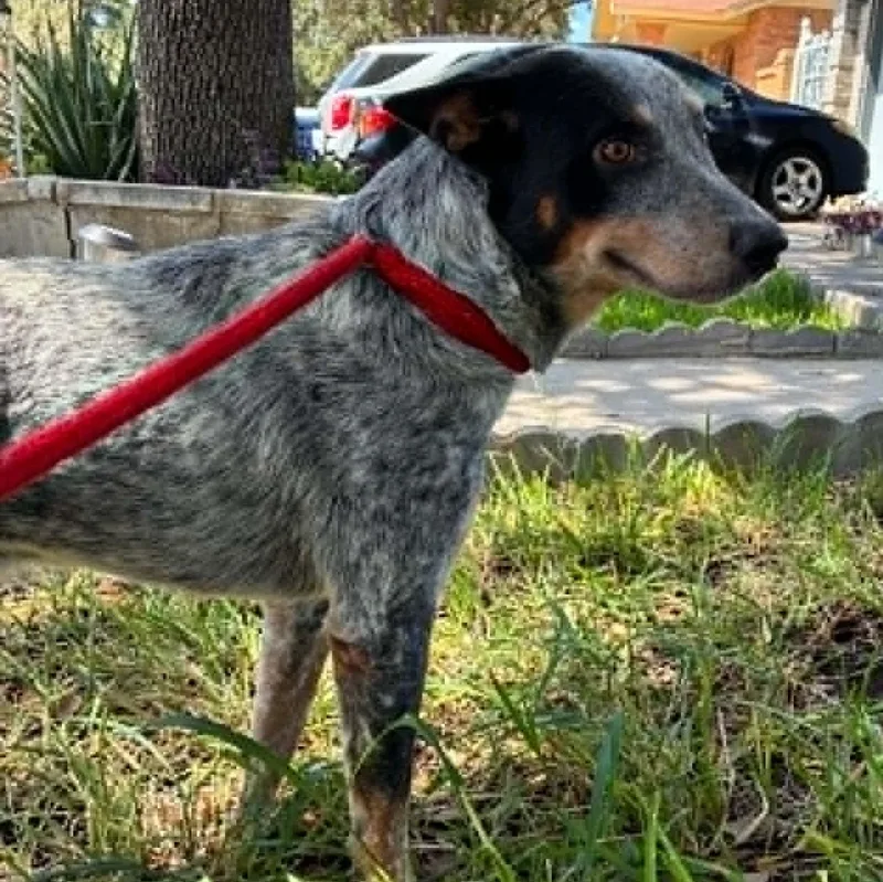 A young medium-sized male Gray / Blue / Silver Australian Cattle Dog / Blue Heeler dog named Dodger for adoption in Moyock, NC