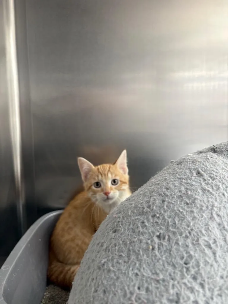 A baby medium-sized male Domestic Short Hair cat named Hansel for adoption in Findlay, OH