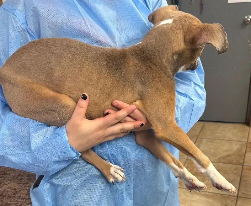 A young medium-sized male Brown / Chocolate Mixed Breed dog named Ren for adoption in Cincinnati, OH