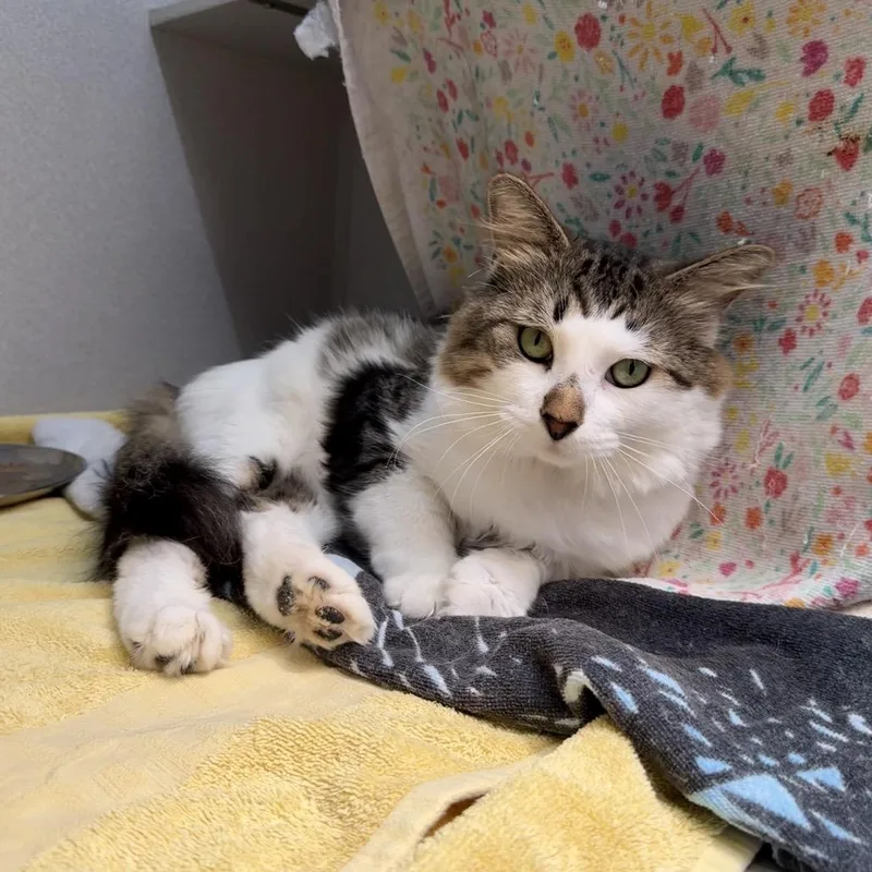 An adult large-sized male Brown / Chocolate Domestic Medium Hair cat named Fiyero for adoption in Pittsburgh, PA