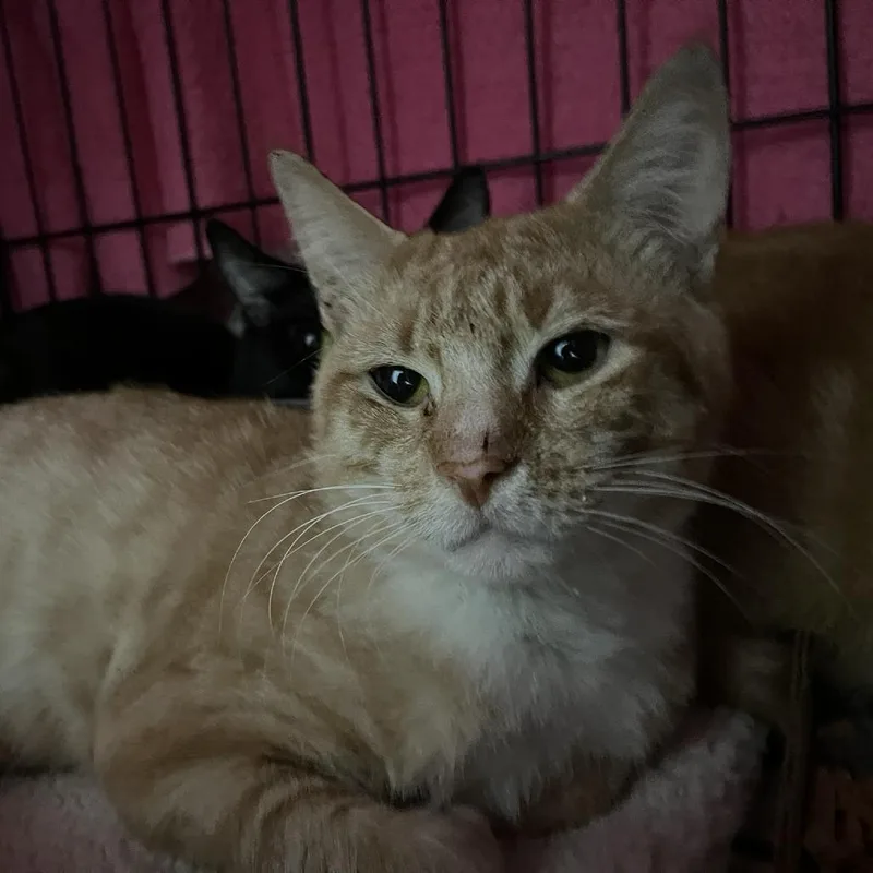 An adult medium-sized male Orange / Red Domestic Short Hair cat named Tomathan for adoption in Verona, VA